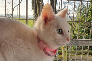 White cat with pink collar