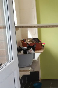 Three cats in cattery room, in beds